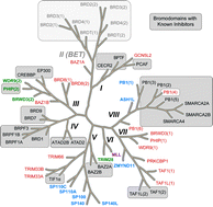 Graphical abstract: Chemical probes and inhibitors of bromodomains outside the BET family