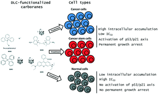 Graphical abstract: Boron-containing delocalised lipophilic cations for the selective targeting of cancer cells