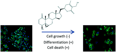 Graphical abstract: Withaferin A induces cell death and differentiation in multiple myeloma cancer stem cells