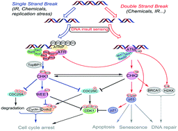 Graphical abstract: ATM, ATR, CHK1, CHK2 and WEE1 inhibitors in cancer and cancer stem cells