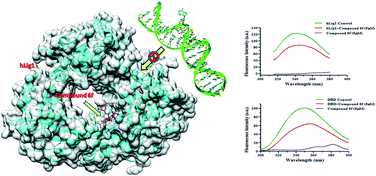 Graphical abstract: Design, synthesis and anticancer activity of dihydropyrimidinone–semicarbazone hybrids as potential human DNA ligase 1 inhibitors