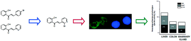 Graphical abstract: New hybrid bromopyridine-chalcones as in vivo phase II enzyme inducers: potential chemopreventive agents