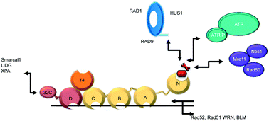 Graphical abstract: Recent advancements in the discovery of protein–protein interaction inhibitors of replication protein A