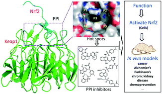 Graphical abstract: Small molecules inhibiting Keap1–Nrf2 protein–protein interactions: a novel approach to activate Nrf2 function