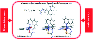 Graphical abstract: (Chalcogen)semicarbazones and their cobalt complexes differentiate HL-60 myeloid leukaemia cells and are cytotoxic towards tumor cell lines