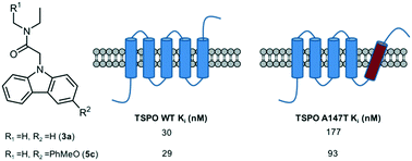 Graphical abstract: Determination and reduction of translocator protein (TSPO) ligand rs6971 discrimination