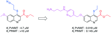 Graphical abstract: Structure-guided optimization of quinoline inhibitors of Plasmodium N-myristoyltransferase