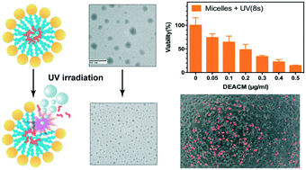 Graphical abstract: Light-responsive CO2 bubble-generating polymeric micelles for tumor cell ablation
