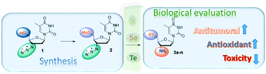 Graphical abstract: Synthesis, antioxidant and antitumoral activities of 5′-arylchalcogeno-3-aminothymidine (ACAT) derivatives