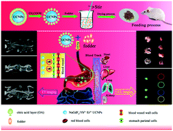 Graphical abstract: Upconversion fluorescent and X-ray-sensitive bifunctional nanoprobes for assessing the penetrability of inorganic nanoparticles in the digestive system