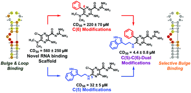 Graphical abstract: Amiloride as a new RNA-binding scaffold with activity against HIV-1 TAR