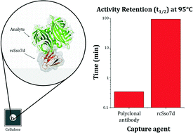 Graphical abstract: Activity-based assessment of an engineered hyperthermophilic protein as a capture agent in paper-based diagnostic tests