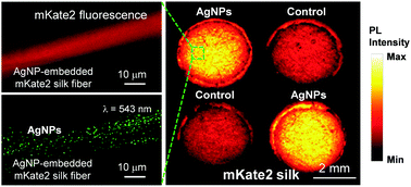 Graphical abstract: Scalable and continuous nanomaterial integration with transgenic fibers for enhanced photoluminescence