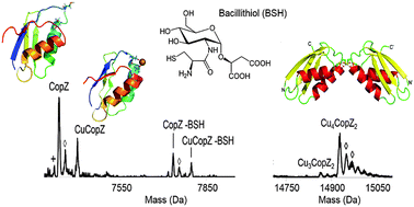 Graphical abstract: Mass spectrometry of B. subtilis CopZ: Cu(i)-binding and interactions with bacillithiol