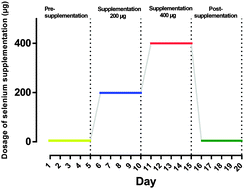 Graphical abstract: Exploring the urinary selenometabolome following a multi-phase selenite administration regimen in humans