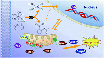 Graphical abstract: Asplatin enhances drug efficacy by altering the cellular response