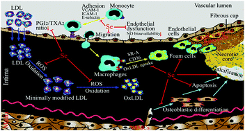 Graphical abstract: Selenium in the prevention of atherosclerosis and its underlying mechanisms