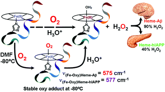 Graphical abstract: Fe–oxy adducts of heme–Aβ and heme–hIAPP complexes: intermediates in ROS generation