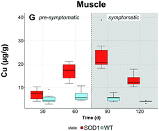 Graphical abstract: Longitudinal assessment of metal concentrations and copper isotope ratios in the G93A SOD1 mouse model of amyotrophic lateral sclerosis