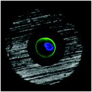 Graphical abstract: Trapping, manipulation, and crystallization of live cells using magnetofluidic tweezers