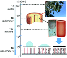 Graphical abstract: Tuneable fluidics within graphene nanogaps for water purification and energy storage