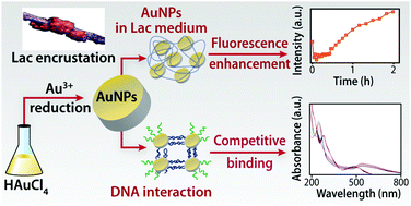 Graphical abstract: In situ fluorescence of lac dye stabilized gold nanoparticles; DNA binding assay and toxicity study