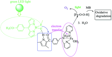 Graphical abstract: Light-driven charge transfer in nano-Fe(iii) complexes facilitates the oxidation of water