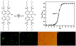 Graphical abstract: pH-Sensitive perylene tetra-(alkoxycarbonyl) probes for live cell imaging