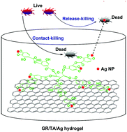 Graphical abstract: Three-dimensional Ag–tannic acid–graphene as an antibacterial material