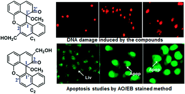 Graphical abstract: Studies on apoptosis in HeLa cells via the ROS-mediated mitochondrial pathway induced by new dibenzoxanthenes