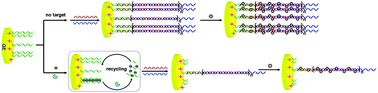 Graphical abstract: Label-free and dual-amplified electrochemical detection of Hg2+ based on self-assembled DNA nanostructures and target-triggered exonuclease cleavage activity