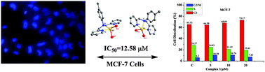 Graphical abstract: Two dpa-based zinc(ii) complexes as potential anticancer agents: nuclease activity, cytotoxicity and apoptosis studies