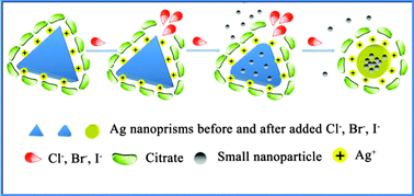 Graphical abstract: Mechanistic study on the facet etching effect of silver nanoprisms in the presence of halide ions and their application in the colorimetric sensing of metformin hydrochloride