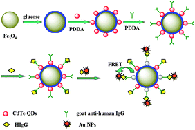 Graphical abstract: A novel ratiometric dual-emission fluorescence magnetic nanohybrid for HIgG immunoassay