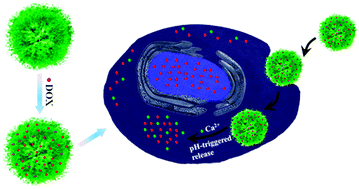 Graphical abstract: Bio-inspired fabrication and potential applications of hierarchically porous CaCO3 hollow nanospheres