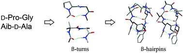 Graphical abstract: Propensities to form the β-turn and β-hairpin structures of d-Pro-Gly and Aib-d-Ala containing peptides: a computational study