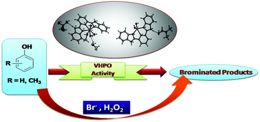 Graphical abstract: Vanadium bromoperoxidase (VBrPO) mimics: synthesis, structure and a comparative account of the catalytic activity of newly synthesized oxidovanadium and oxido-peroxidovanadium complexes