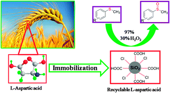 Graphical abstract: Metal-free chemoselective oxidation of sulfides to sulfoxides catalyzed by immobilized l-aspartic acid and l-glutamic acid in an aqueous phase at room temperature