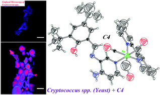 Graphical abstract: Fluorescence probes for prokaryotic and eukaryotic cells using Re(CO)3+ complexes with an electron withdrawing ancillary ligand