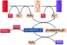 Graphical abstract: Dioxygen-mediated oxidation of hydroquinone with cobalt ions in a bicarbonate aqueous solution for the production of active radicals