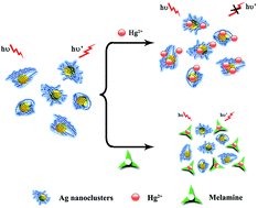 Graphical abstract: Turn-on fluorescent detection of melamine based on Ag nanoclusters–Hg2+ system