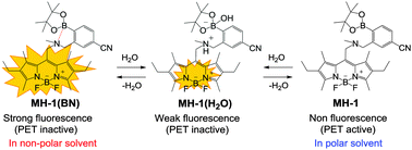 Graphical abstract: A BODIPY sensor for water based on a photo-induced electron transfer method with fluorescence enhancement and attenuation systems