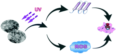 Graphical abstract: Ultraviolet irradiation-mediated formation of Aβ42 oligomers and reactive oxygen species in Zn2+-bound Aβ42 aggregates irrespective of the removal of Zn2+