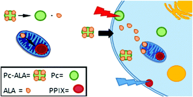 Graphical abstract: Improved photodynamic activity of a dual phthalocyanine–ALA photosensitiser