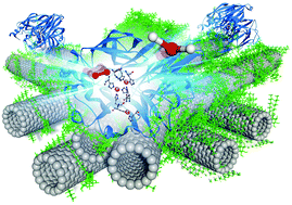 Graphical abstract: Biosurfactant functionalized single-walled carbon nanotubes to promote laccase bioelectrocatalysis