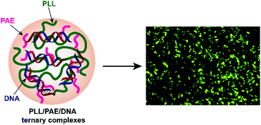 Graphical abstract: PLL/PAE/DNA ternary complexes with enhanced endosomal escape ability for efficient and safe gene transfection