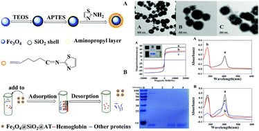 Graphical abstract: Facile synthesis of thiazole-functionalized magnetic microspheres for highly specific separation of heme proteins