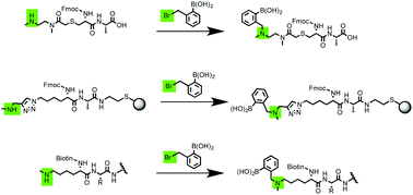 Graphical abstract: An efficient methodology to introduce o-(aminomethyl)phenyl-boronic acids into peptides: alkylation of secondary amines