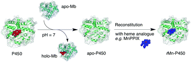 Graphical abstract: Use of apomyoglobin to gently remove heme from a H2O2-dependent cytochrome P450 and allow its reconstitution