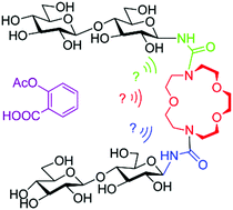 Graphical abstract: Deeper insight into the properties of the newly synthesized macrocycles as drug receptors – some preliminary quantum chemical studies